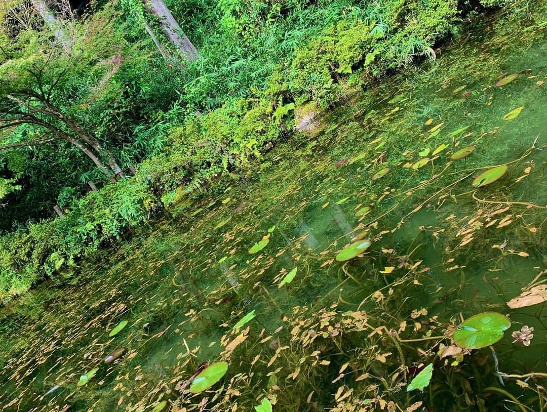 樋口裕希さんのインスタグラム写真 (樋口裕希Instagram)「モネの池 川浦渓谷 これでかおれって読むらしい 岐阜 自然が