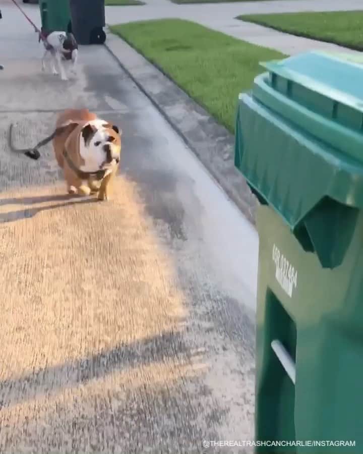 スポーツセンターさんのインスタグラム写真 (スポーツセンターInstagram)「This dog hates trash cans