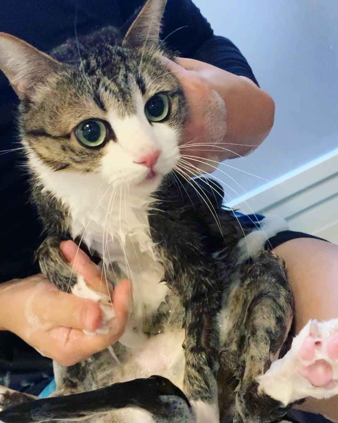 すずめくんさんのインスタグラム写真 (すずめくんInstagram)「🐥🛁 1ヶ月くらい前。 実はシャンプーしていました！🚿🛁 2年ぶりに