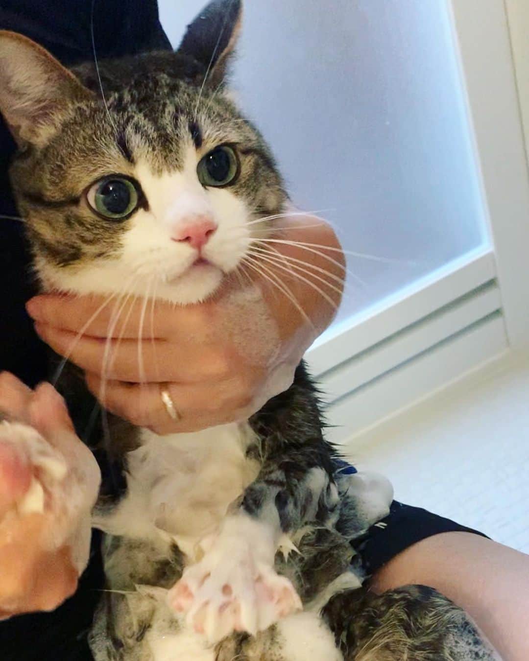 すずめくんさんのインスタグラム写真 (すずめくんInstagram)「🐥🛁 1ヶ月くらい前。 実はシャンプーしていました！🚿🛁 2年ぶりに