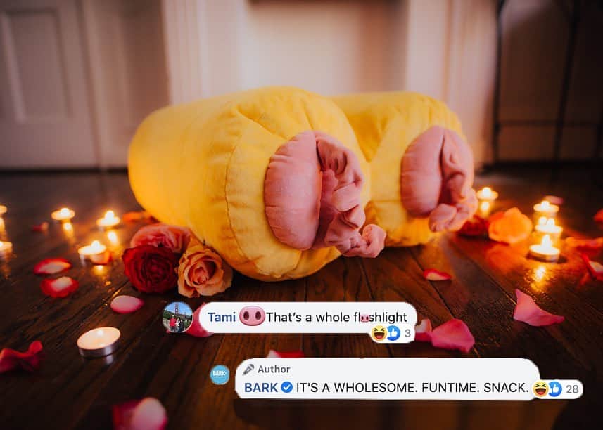 BarkBoxさんのインスタグラム写真 (BarkBoxInstagram)「WHAT HAVE WE DONE?? 🙃 (Answer