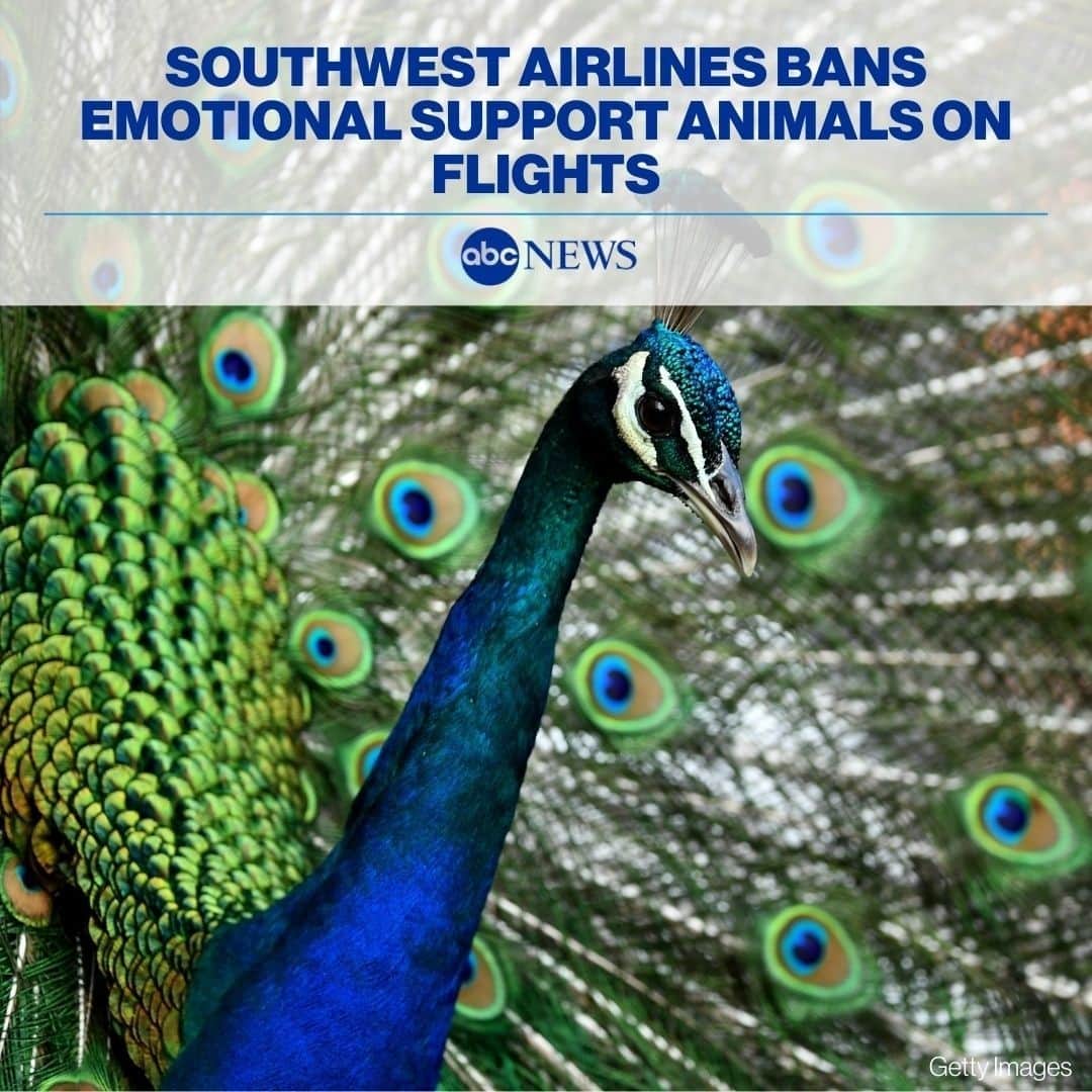 ABC Newsさんのインスタグラム写真 (ABC NewsInstagram)「Southwest Airlines bans