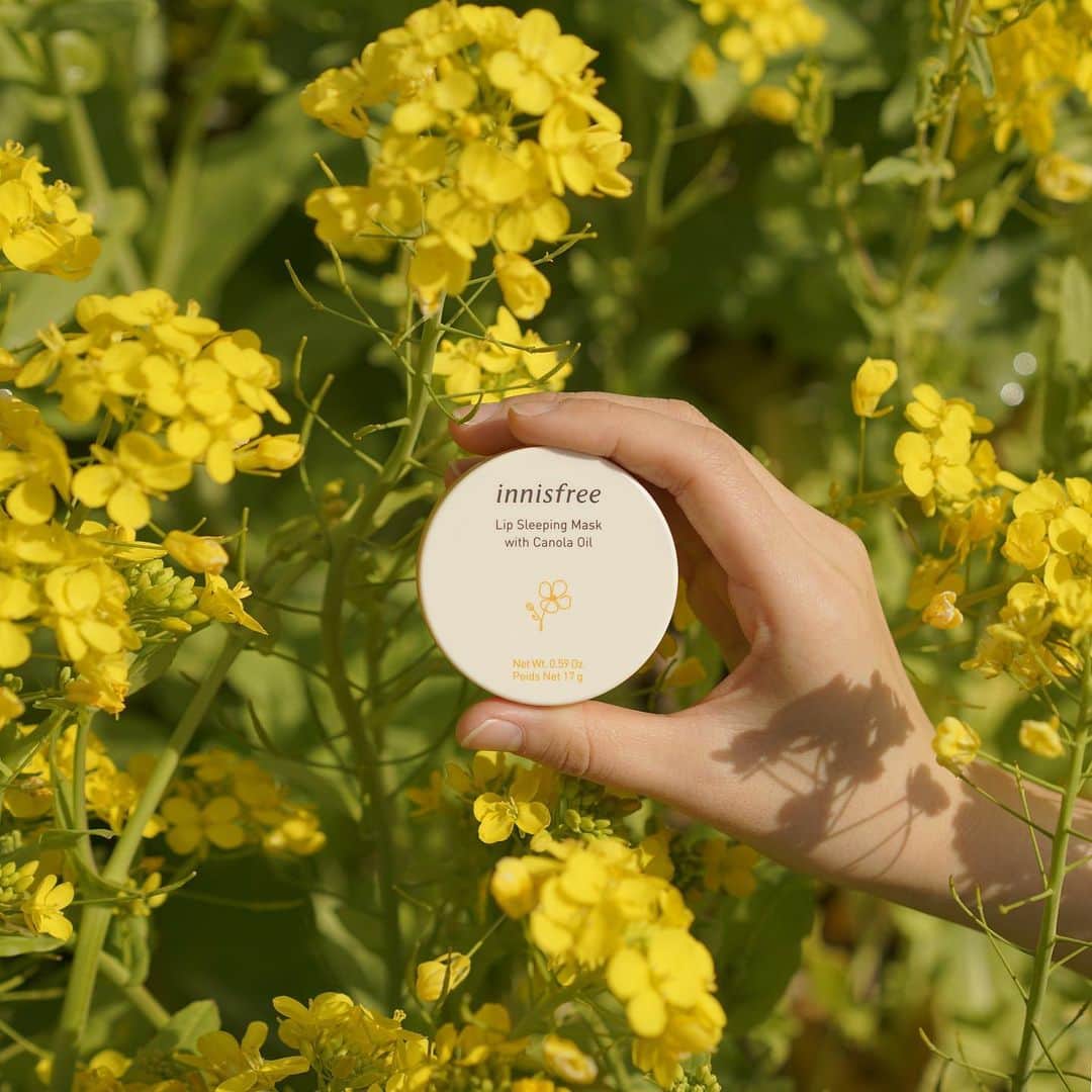 innisfree official (이니스프리) さんのインスタグラム写真 (innisfree official (이니스프리