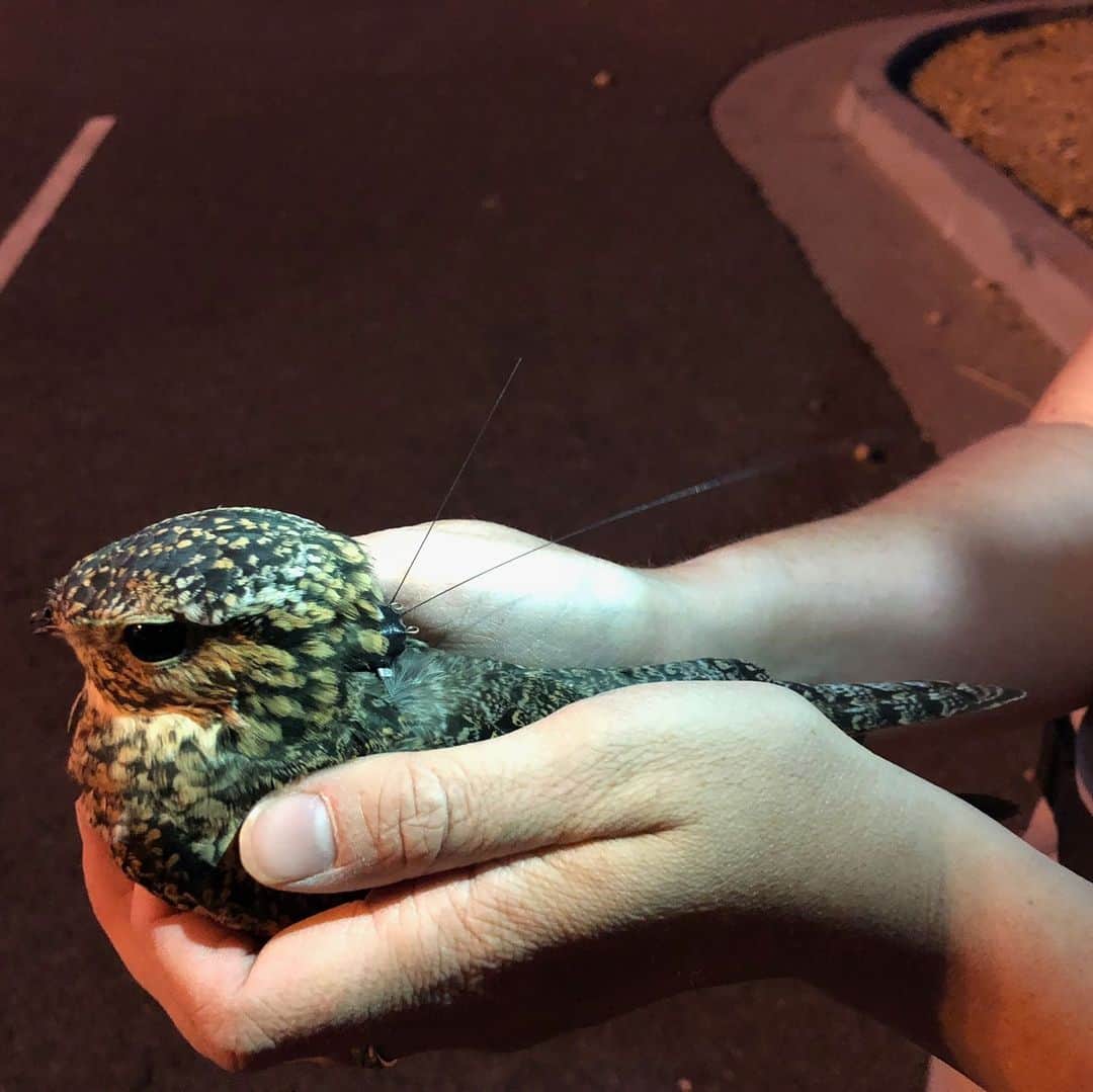 スミソニアン国立動物園さんのインスタグラム写真 (スミソニアン国立動物園Instagram)「The common nighthawk