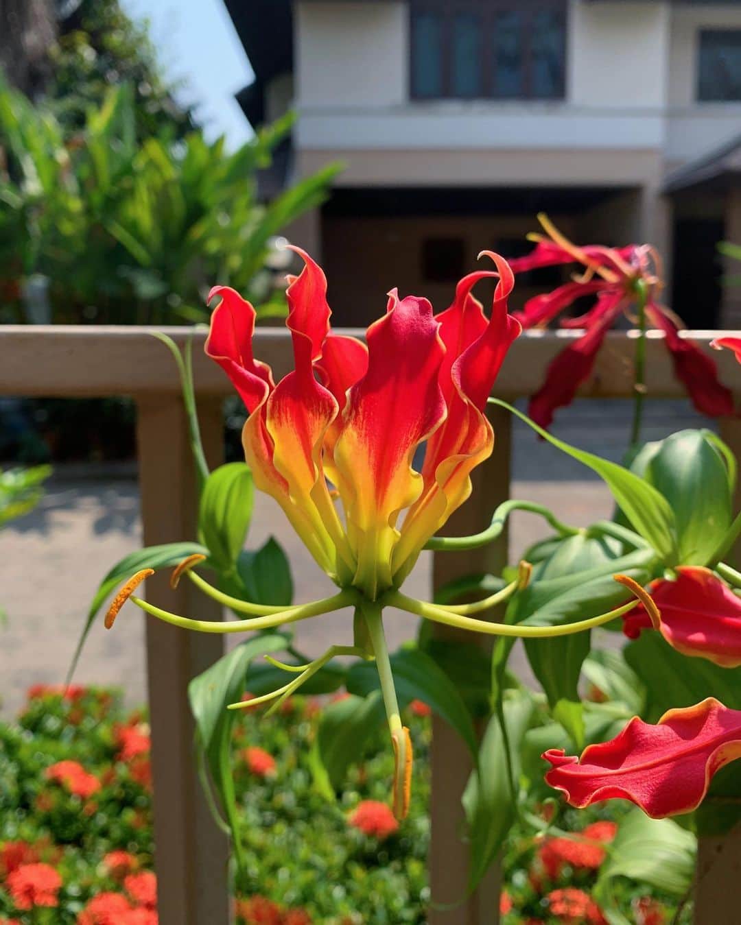 Amata Chittaseneeさんのインスタグラム (Amata Chittaseneepearypie)