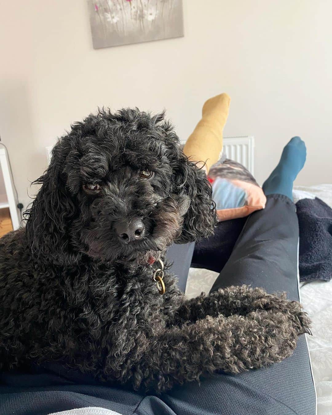 エイミー・オールコックさんのインスタグラム写真 (エイミー・オールコックInstagram)「Little sidekick living