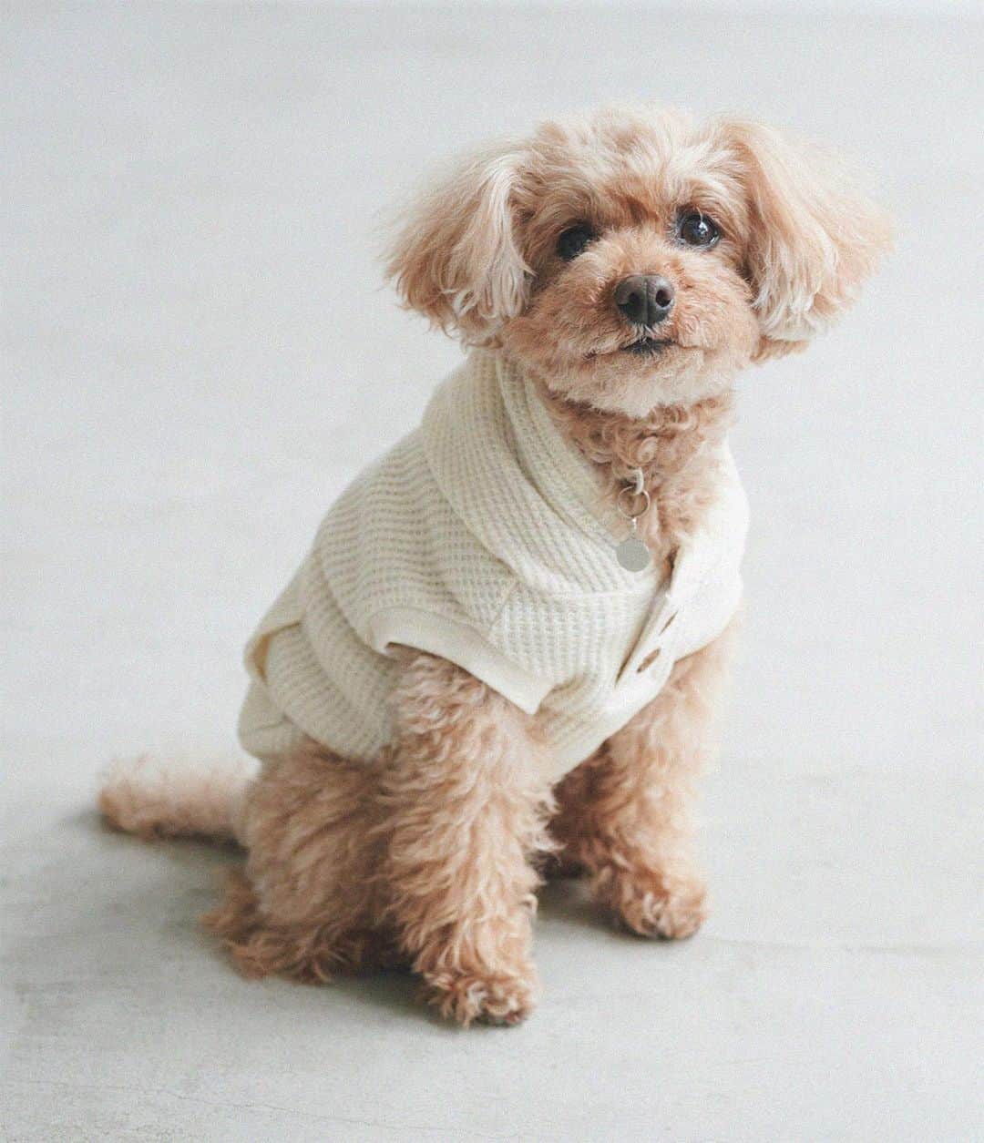 ピーチ・ジョンさんのインスタグラム写真 (ピーチ・ジョンInstagram)「《𝑵𝑬𝑾 𝑰𝑵》 ⁡ ワンマイルワッフルシリーズに 愛犬と