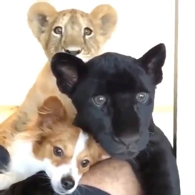 Black JaguarWhite Tiger さんのインスタグラム動画 (Black JaguarWhite Tiger