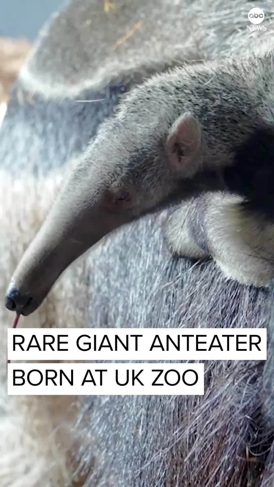 ABC Newsさんのインスタグラム動画 (ABC NewsInstagram)「The UK's Chester Zoo