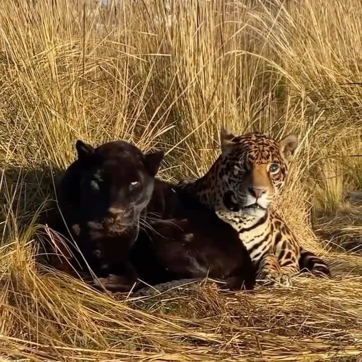 Black JaguarWhite Tiger さんのインスタグラム動画 (Black JaguarWhite Tiger