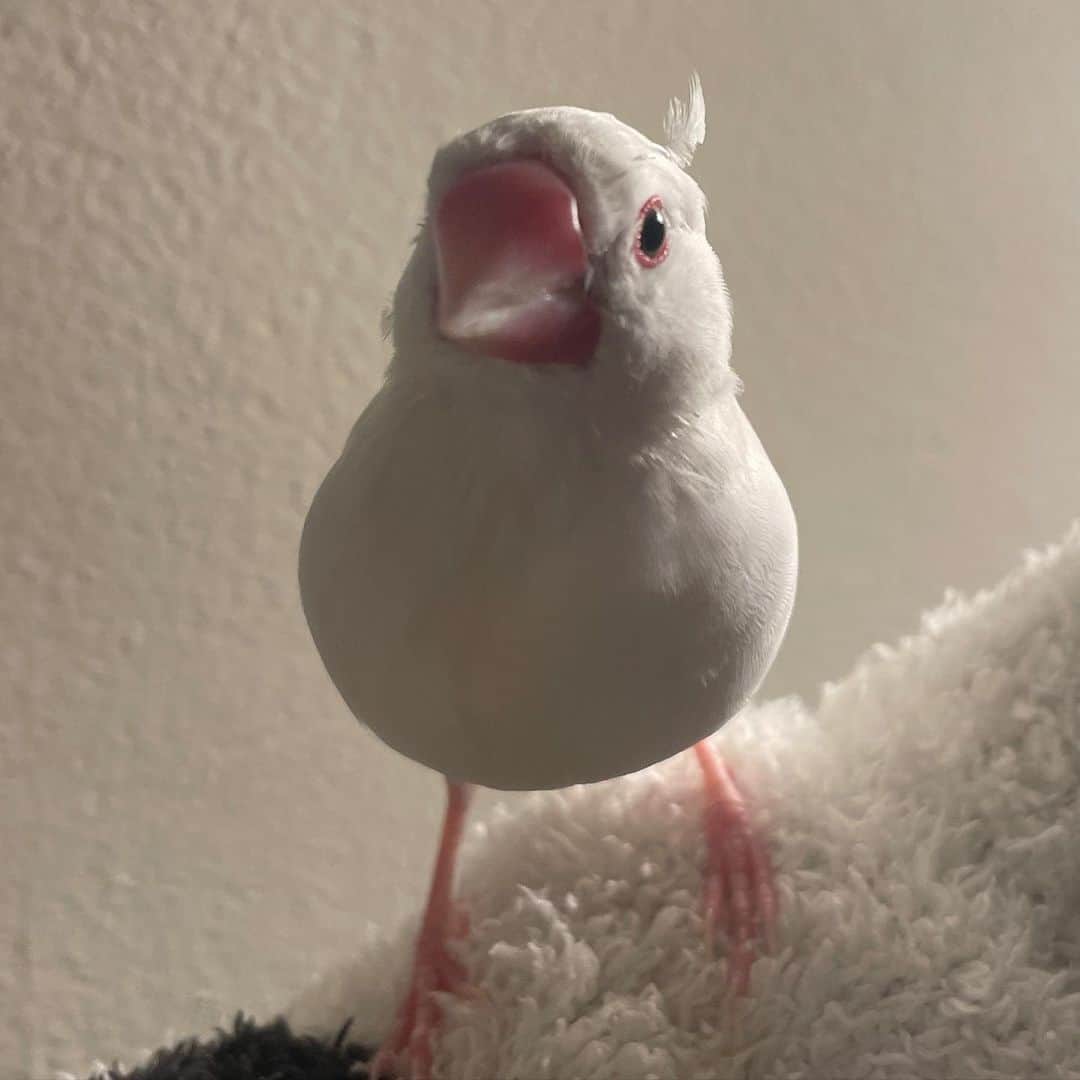 浜口順子さんのインスタグラム写真 (浜口順子Instagram)「今日から 愛鳥週間 🕊 1人でも多くのかたに野鳥さんや鳥さんの魅力が