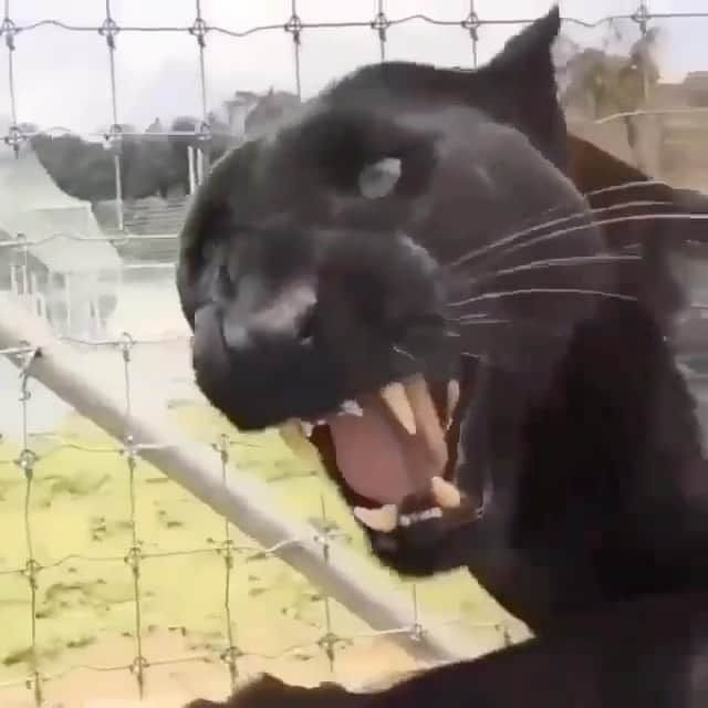Black JaguarWhite Tiger さんのインスタグラム動画 (Black JaguarWhite Tiger