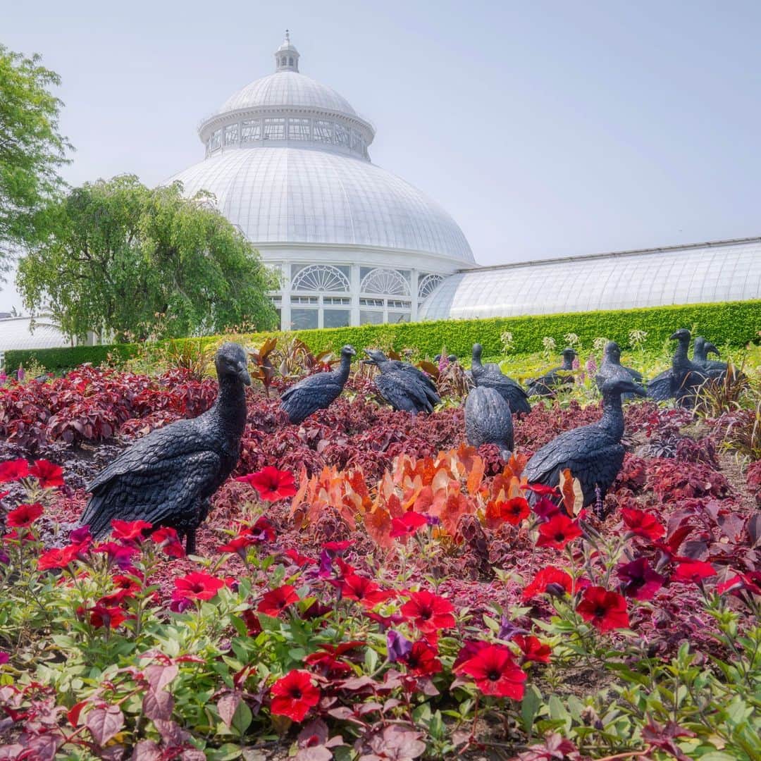 ニューヨーク植物園さんのインスタグラム写真 (ニューヨーク植物園Instagram)「The vultures have landed