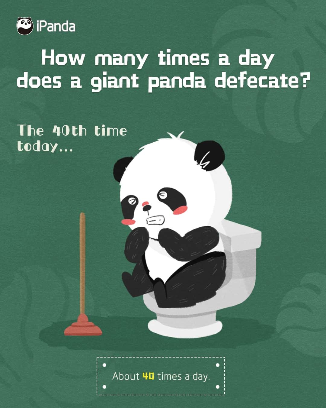 iPandaさんのインスタグラム写真 (iPandaInstagram)「Q How many times does a panda