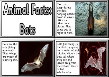 Bat Facts Printable - prntbl.concejomunicipaldechinu.gov.co