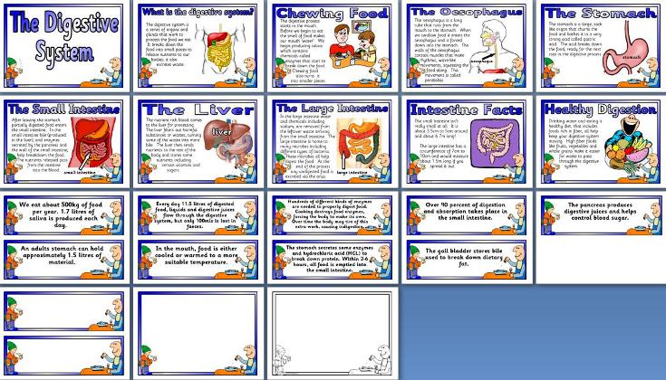 KS2 / KS3 Science teaching resource, The Human Digestive System
