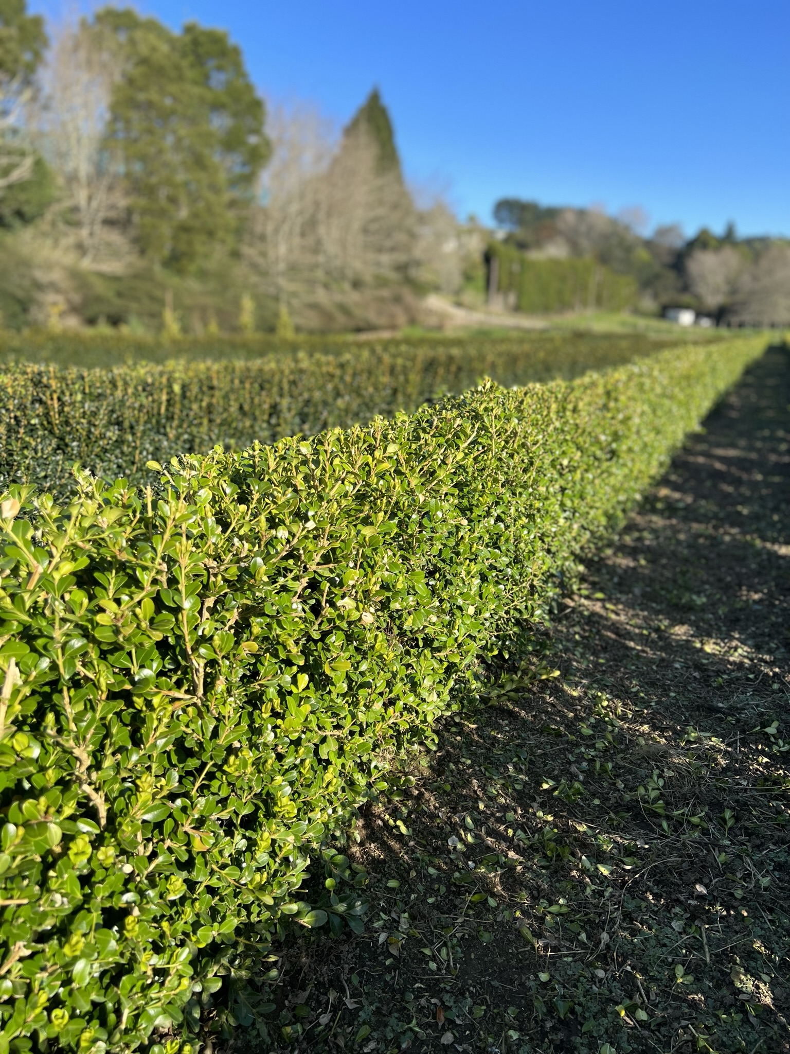 Buxus Microphylla 'Japanese Box' (Instant Hedge) Garden Nursery