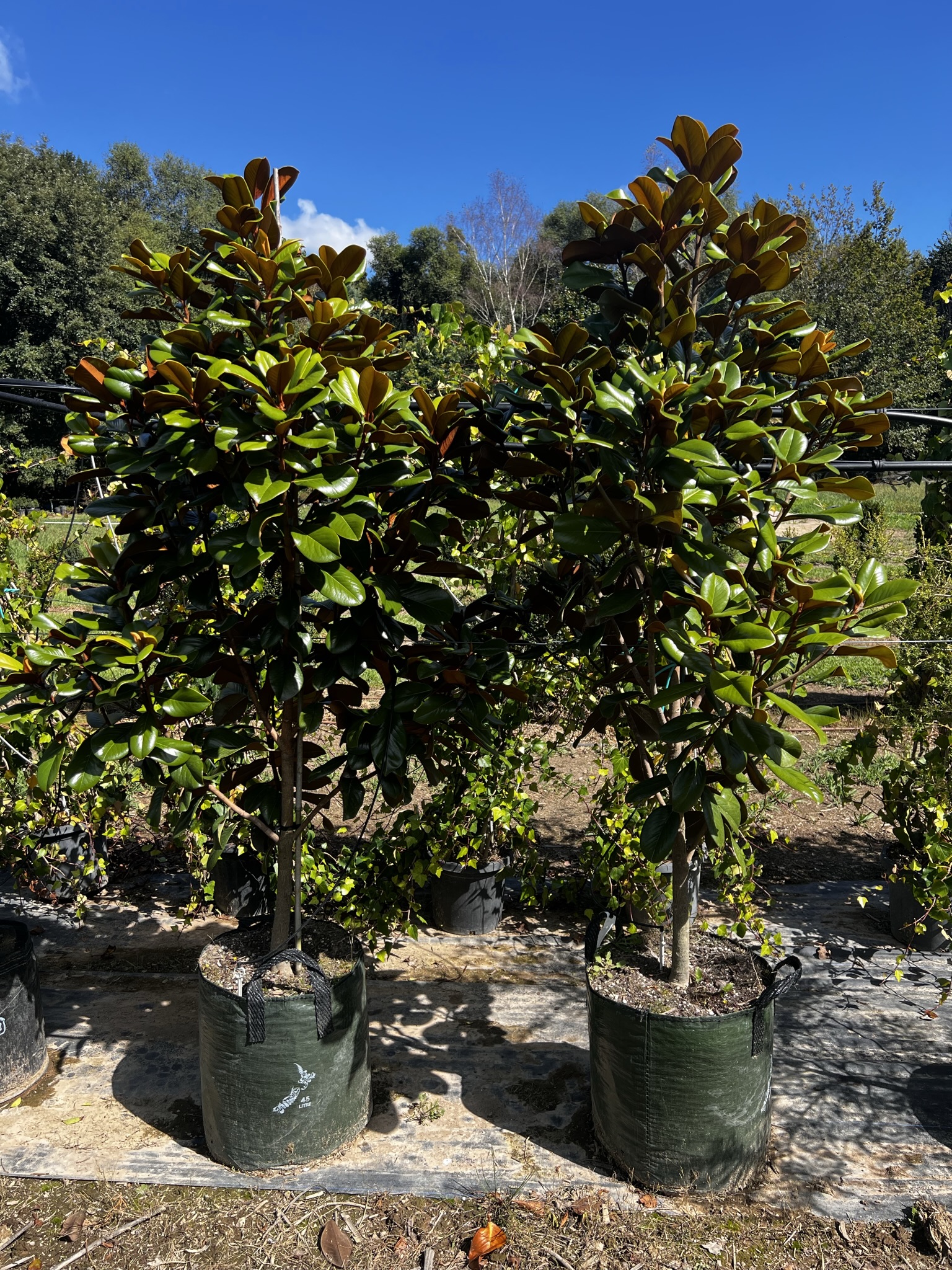 Magnolia 'Teddy Bear' 45L Garden Nursery Tauranga
