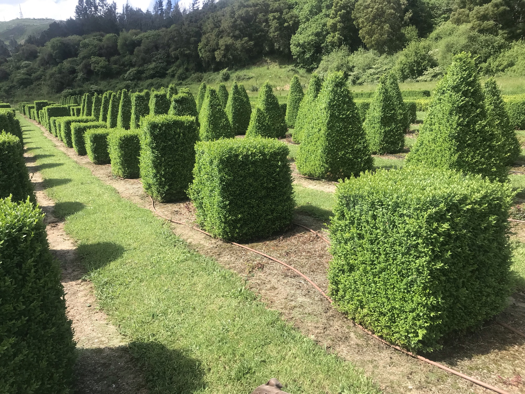 Buxus semperviren Large Cubes Garden Nursery Tauranga