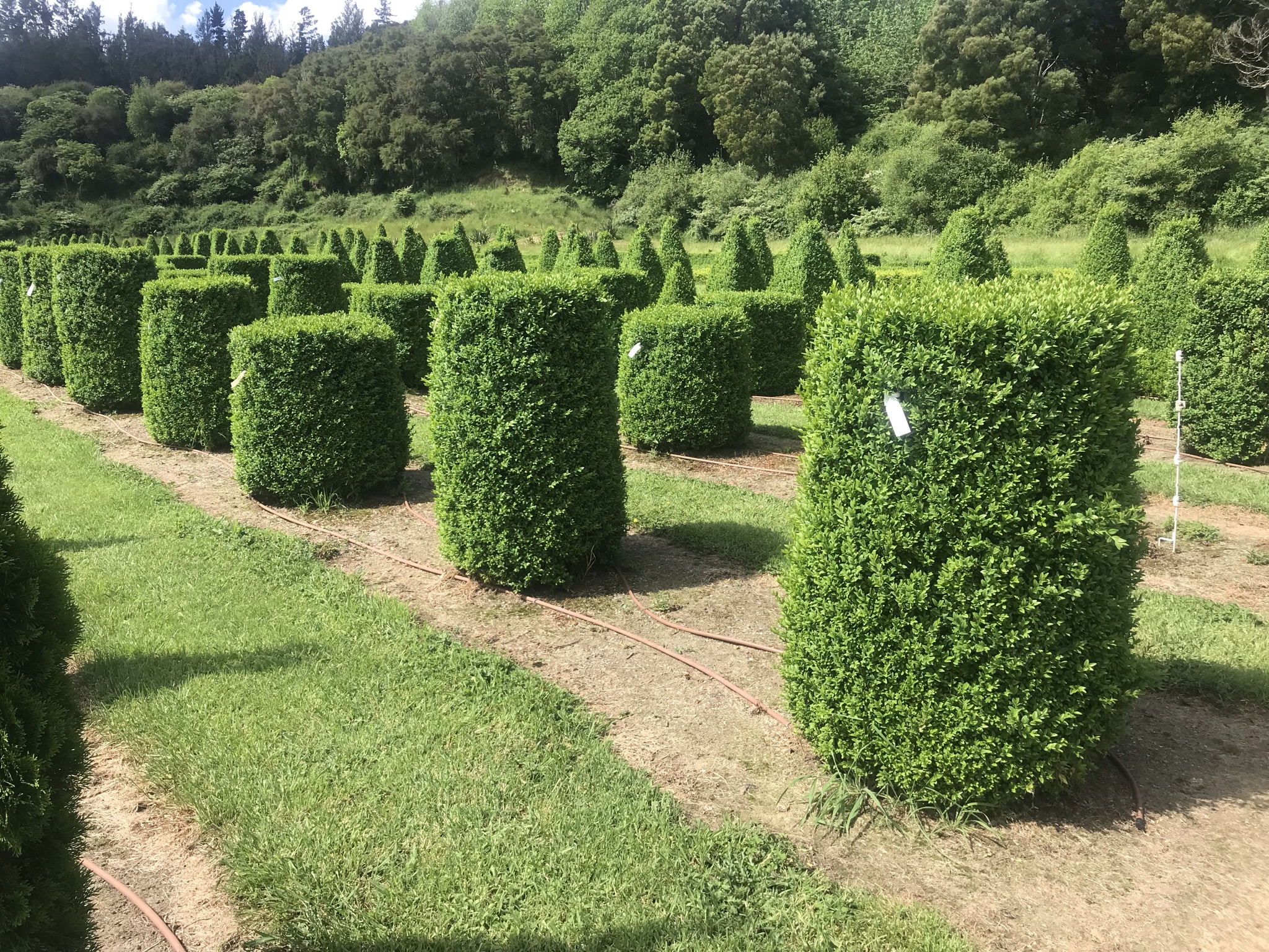 Buxus semperviren Large Cylinders Garden Nursery Tauranga