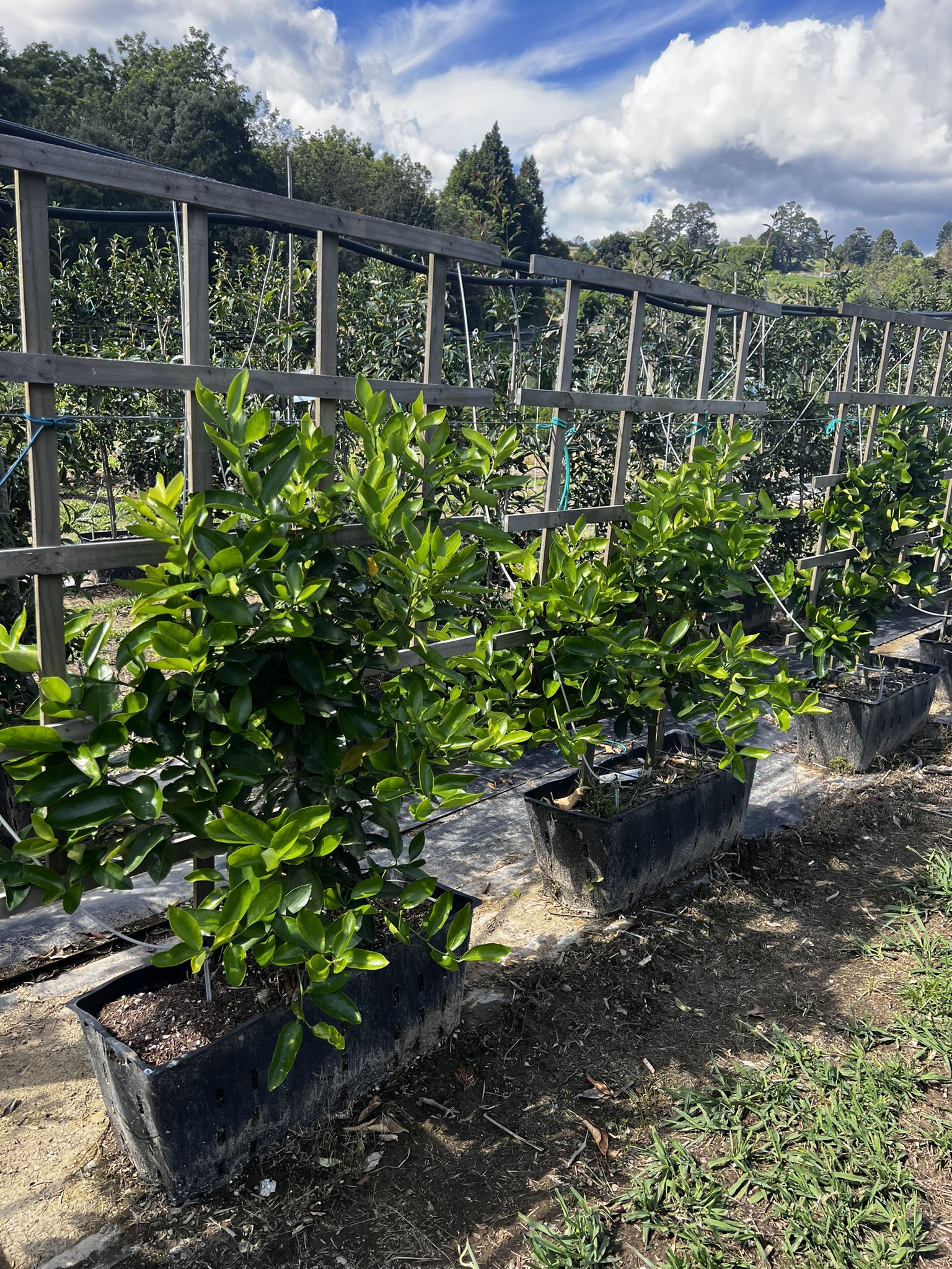 Lime Tahitian Panel 45L Garden Nursery Tauranga
