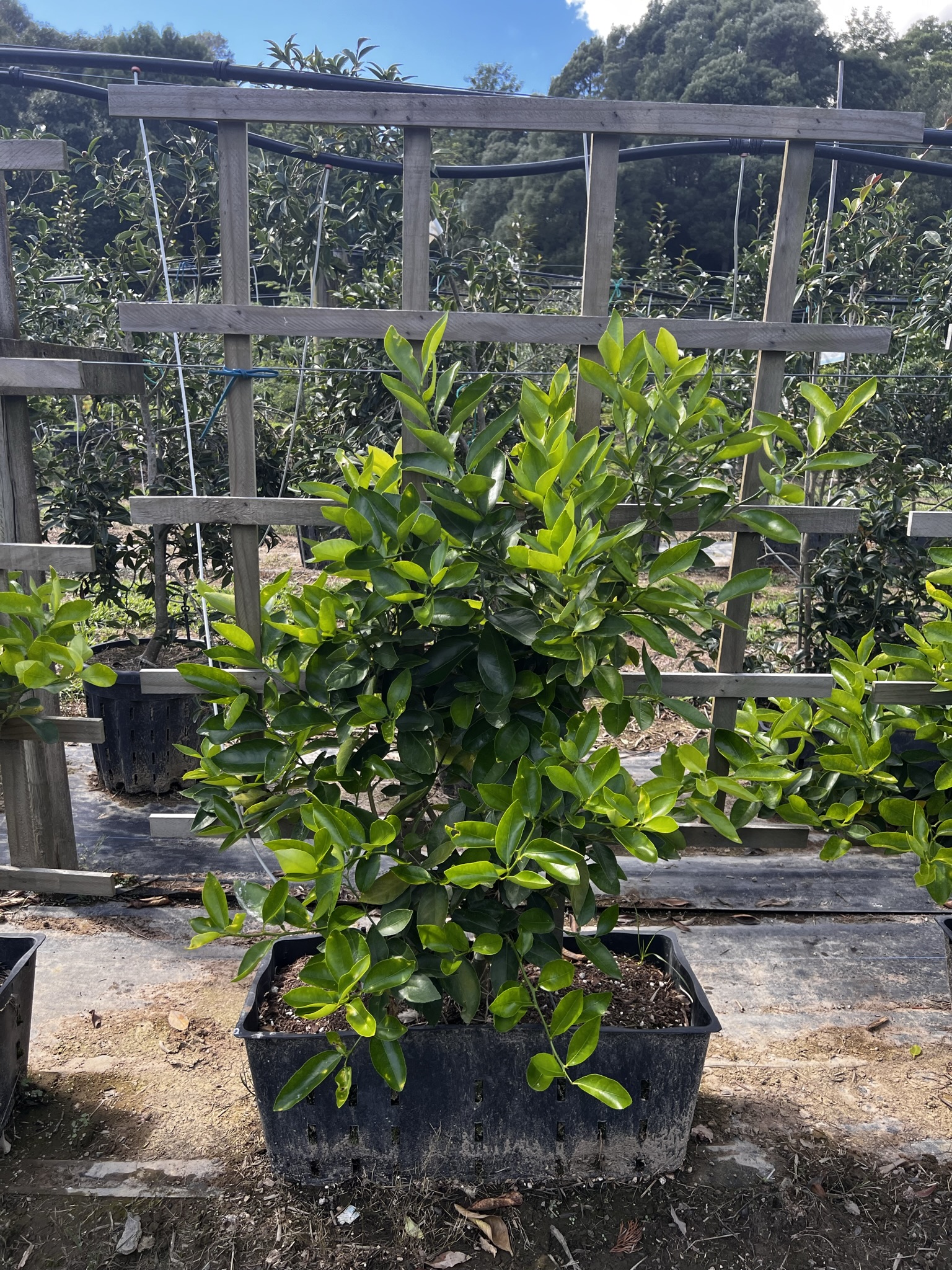 Lime Tahitian Panel 45L Garden Nursery Tauranga