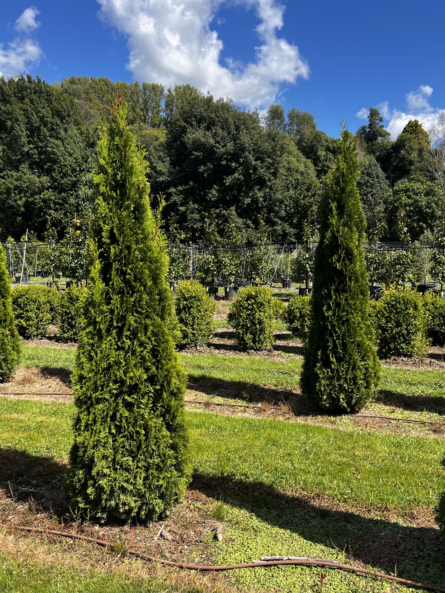 Thuja smaragd 2.8m Garden Nursery Tauranga