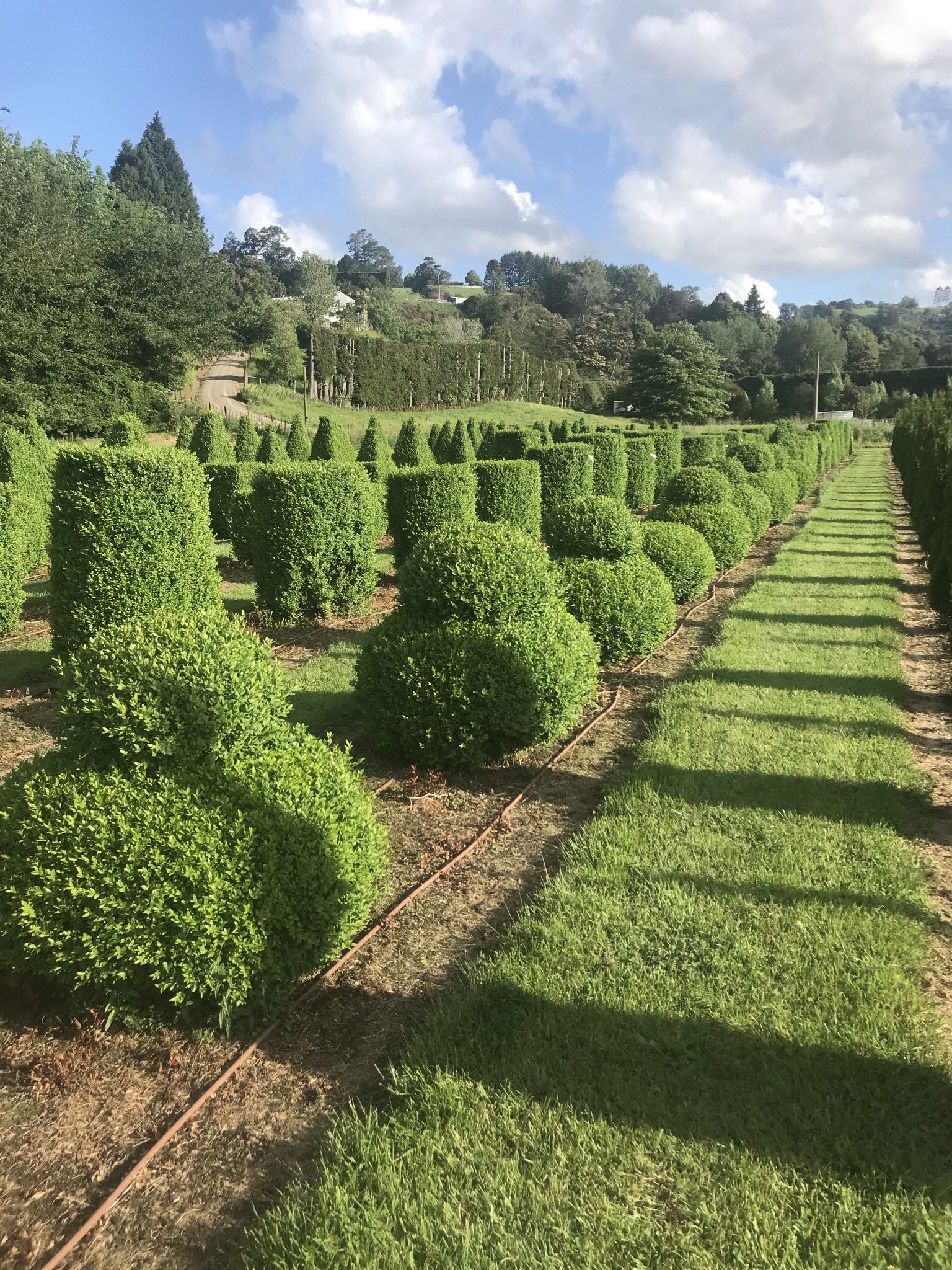 Buxus semperviren Double Ball Garden Nursery Tauranga
