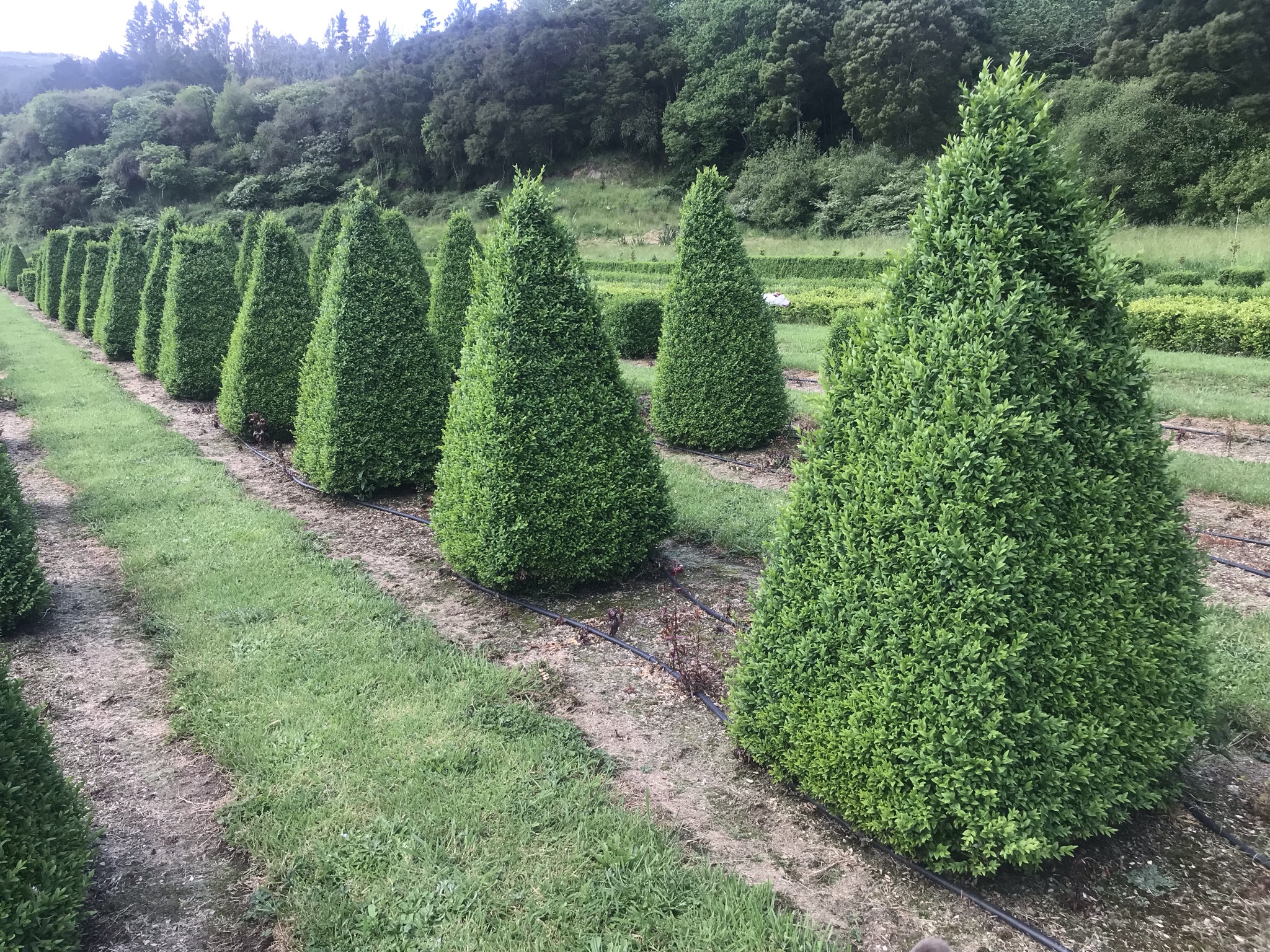 Buxus semperviren Pyramid Garden Nursery Tauranga