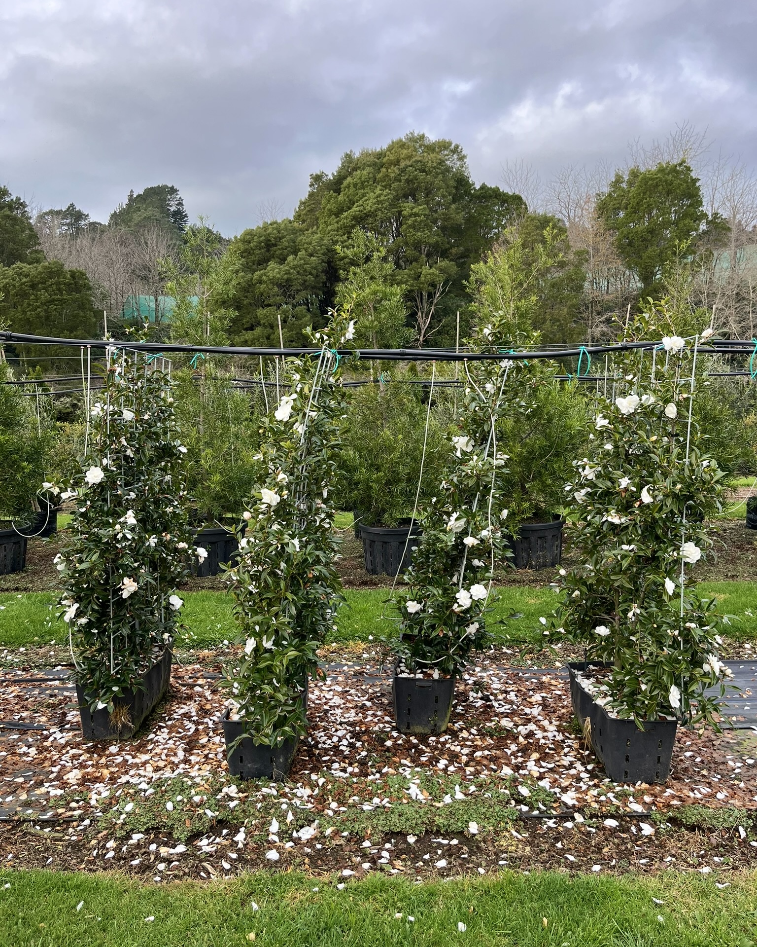 Camellia 'Early Pearly' Panel 45L Garden Nursery Tauranga