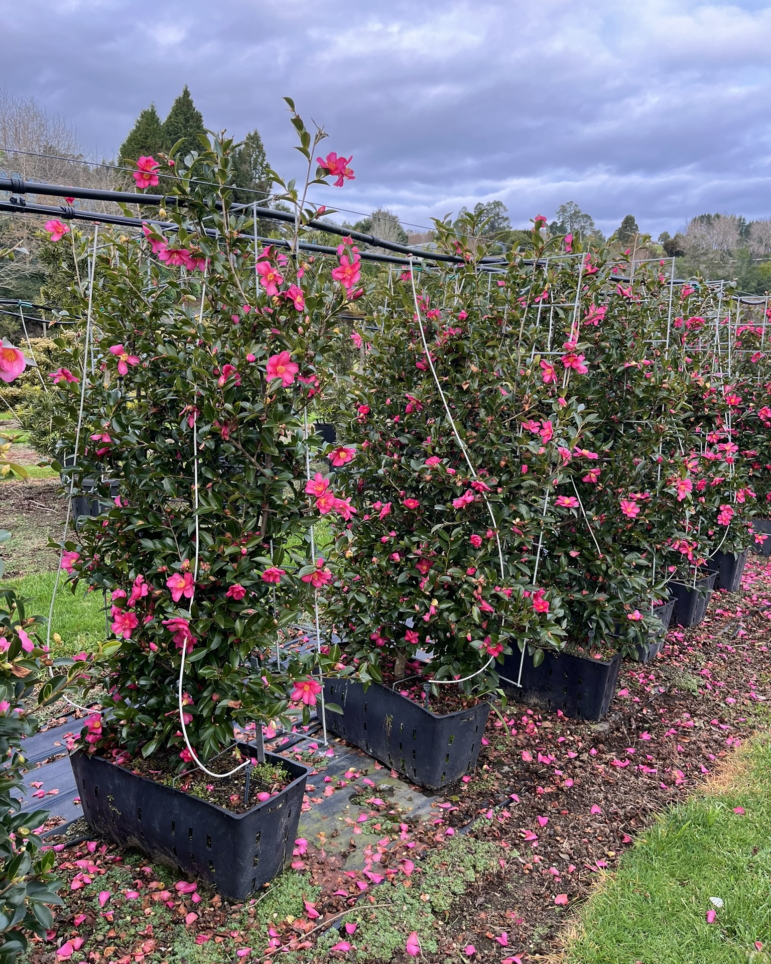Camellia Hiryru Panel 45L Garden Nursery Tauranga