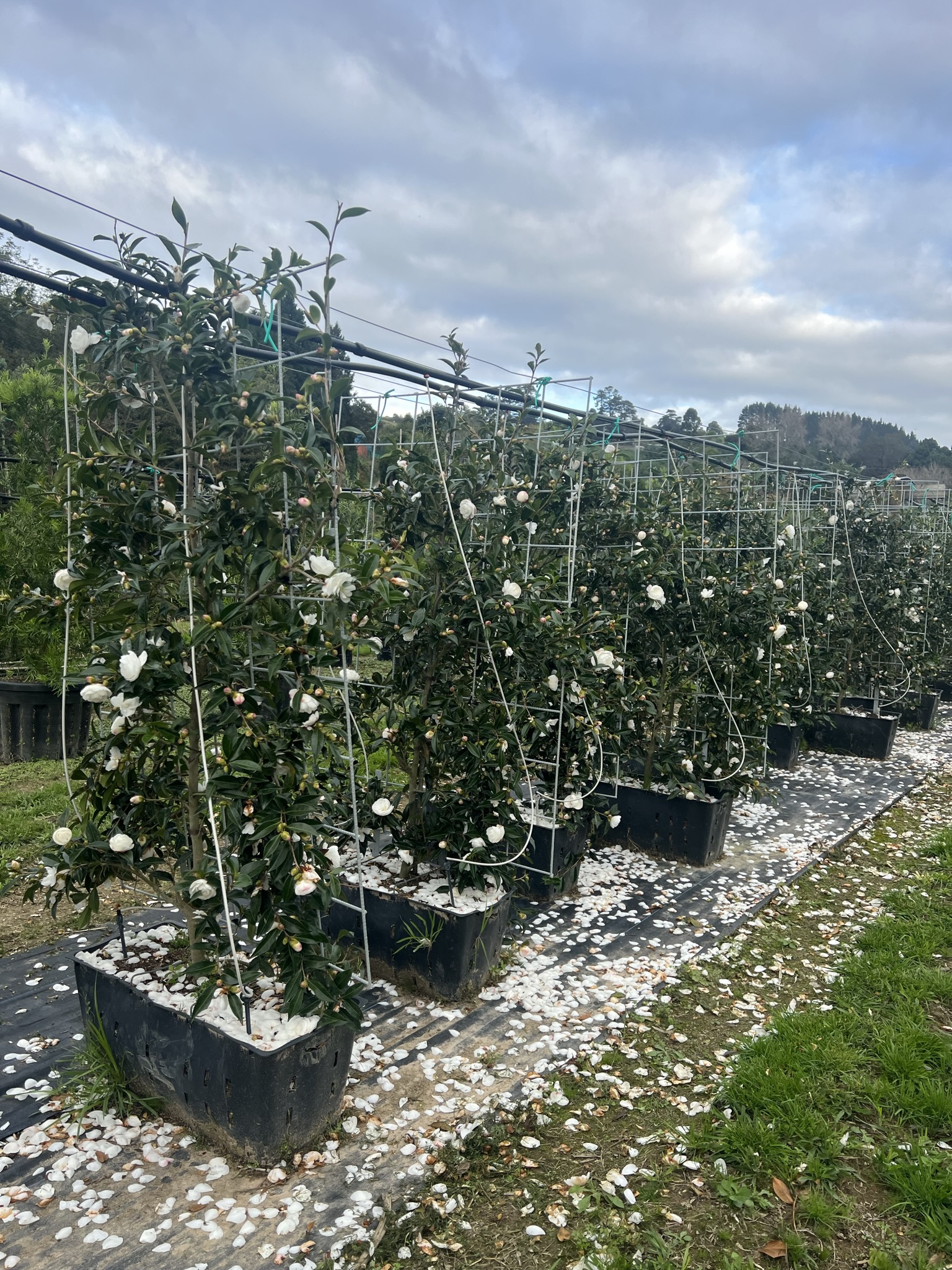 Camellia 'Early Pearly' Panel 45L Garden Nursery Tauranga