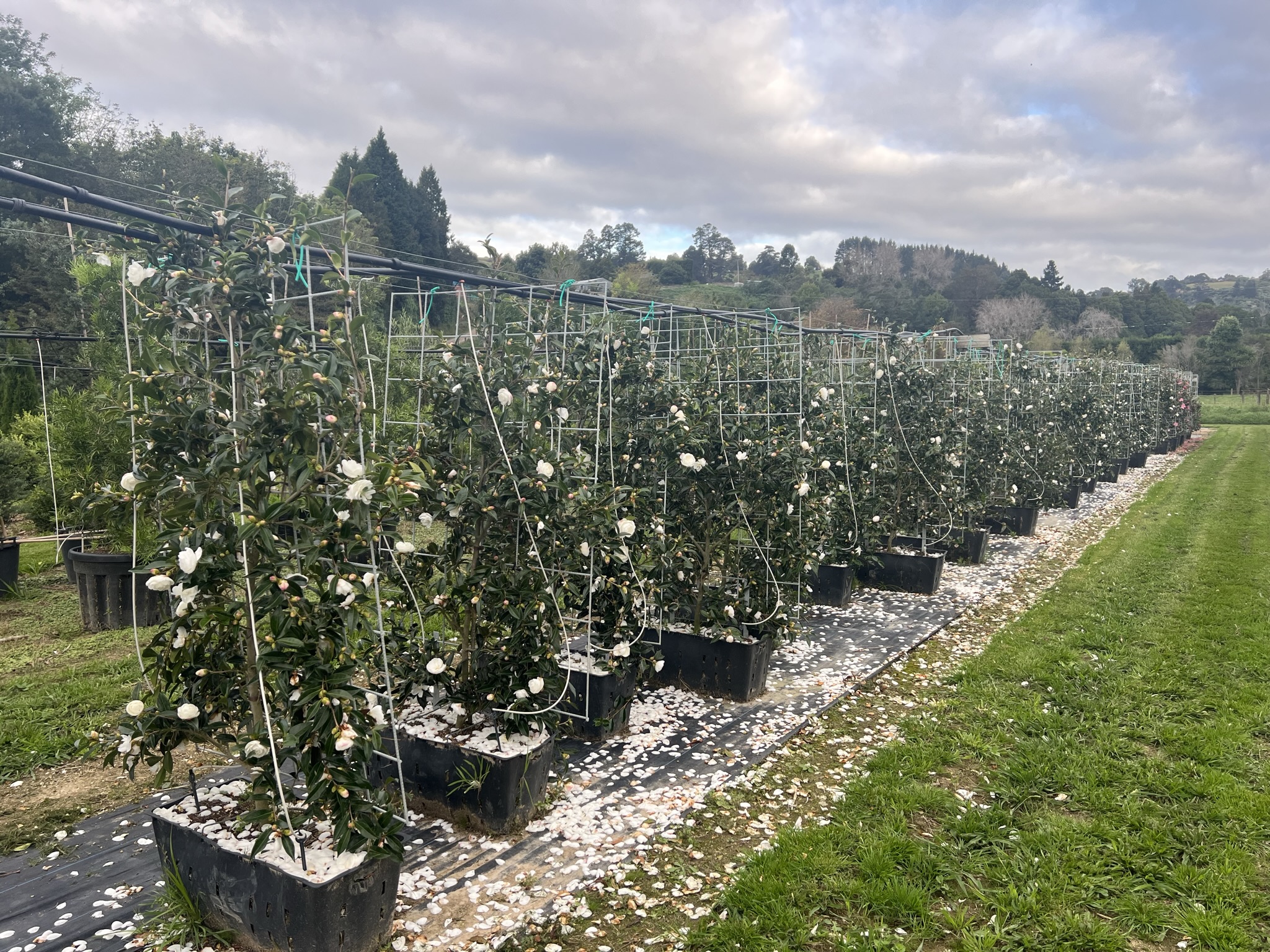 Camellia 'Early Pearly' Panel 45L Garden Nursery Tauranga