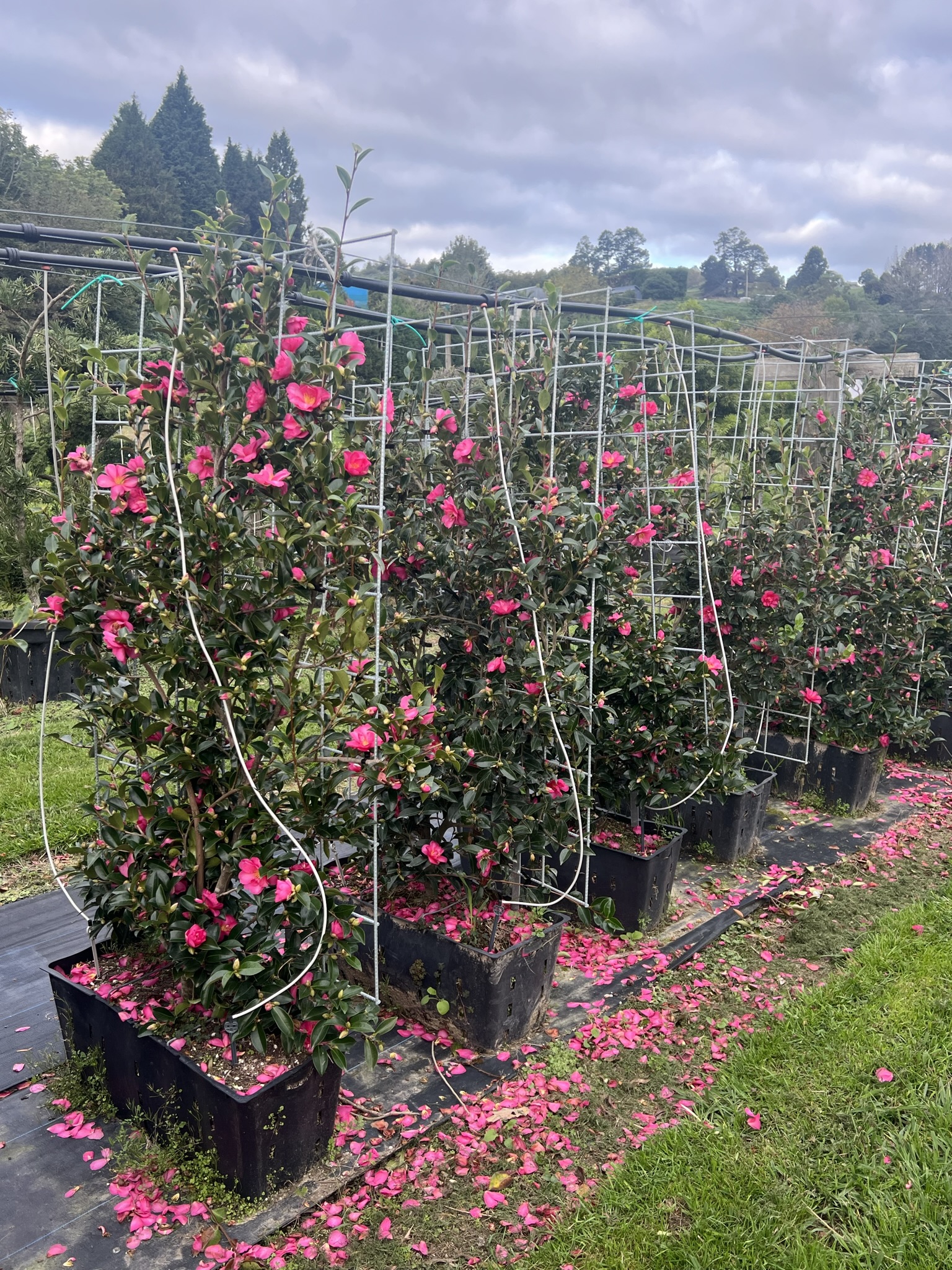 Camellia Hiryru Panel 45L Garden Nursery Tauranga