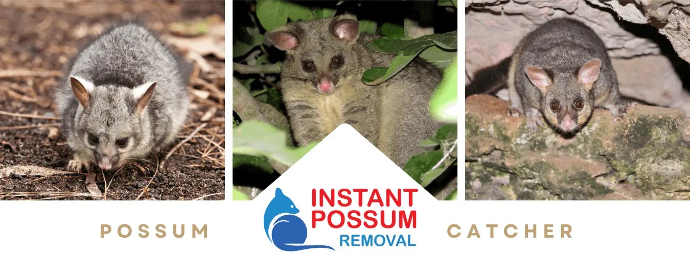 Possum Removal Patterson Lakes Quick Possum Catcher Patterson Lakes