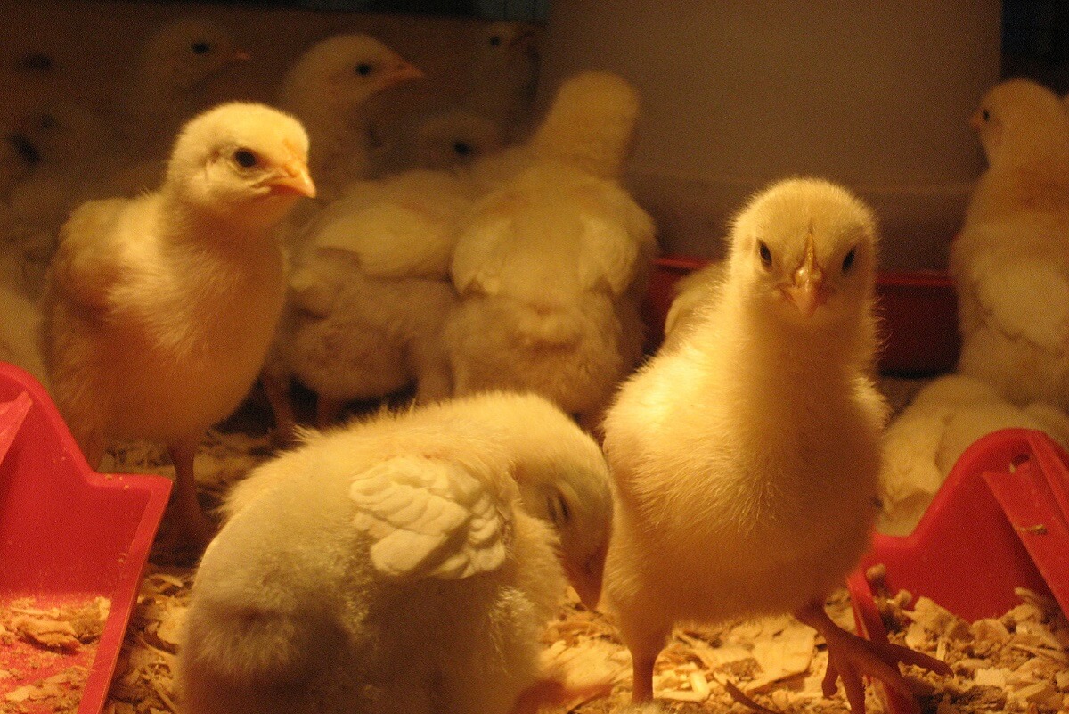 Raising Baby Chicks A Guide For FirstTime "Parents" • Insteading