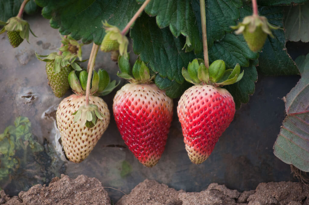 Companion Planting For Strawberries • Insteading