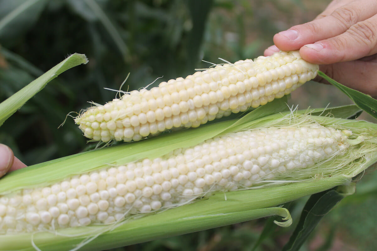 Companion Planting For Sweet Corn • Insteading