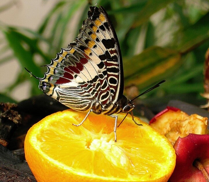 How to Attract Butterflies to Your Garden • Insteading
