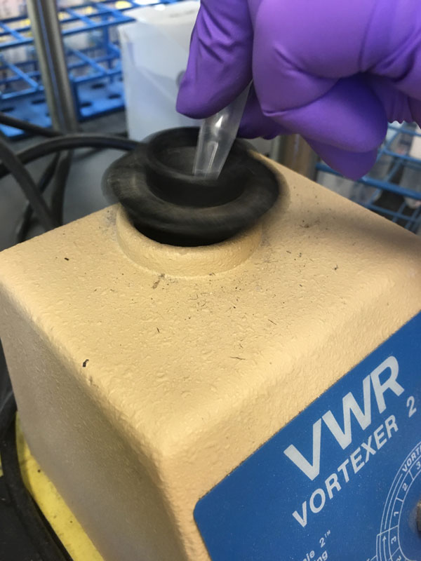 InstiFluor L/D for bacteria viability