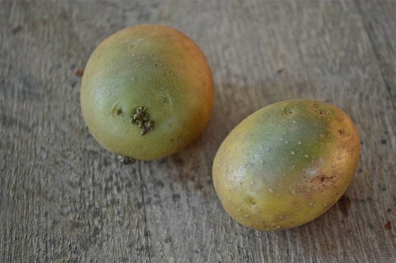 Green Potato Are Very Dangerous For Health, Strictly Avoid This!