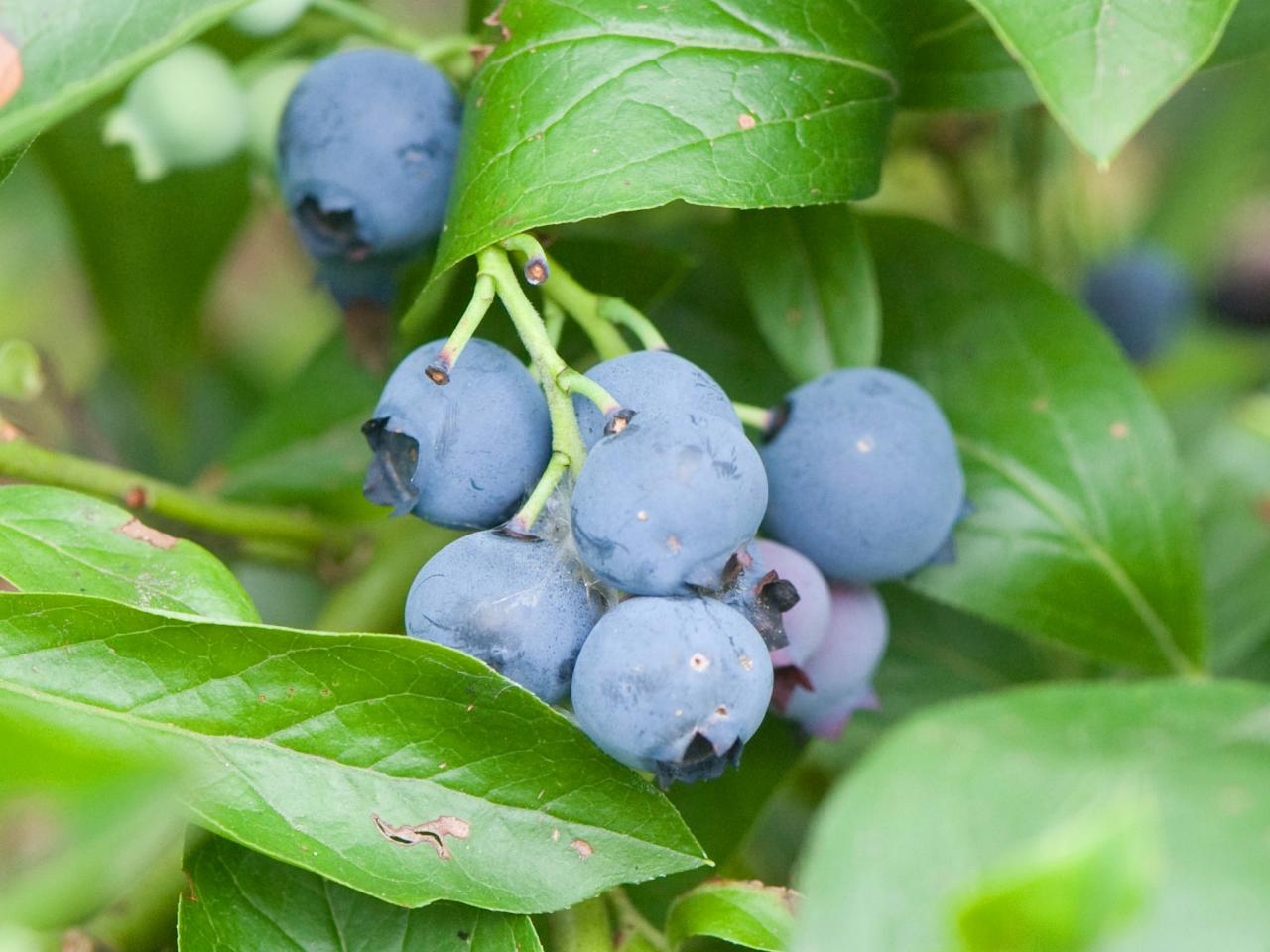 Growing blueberries in Containers How to Grow blueberries in Pot