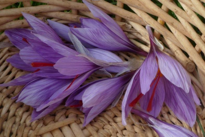 Le Safran, la fleur aux trois couleurs Institut de la