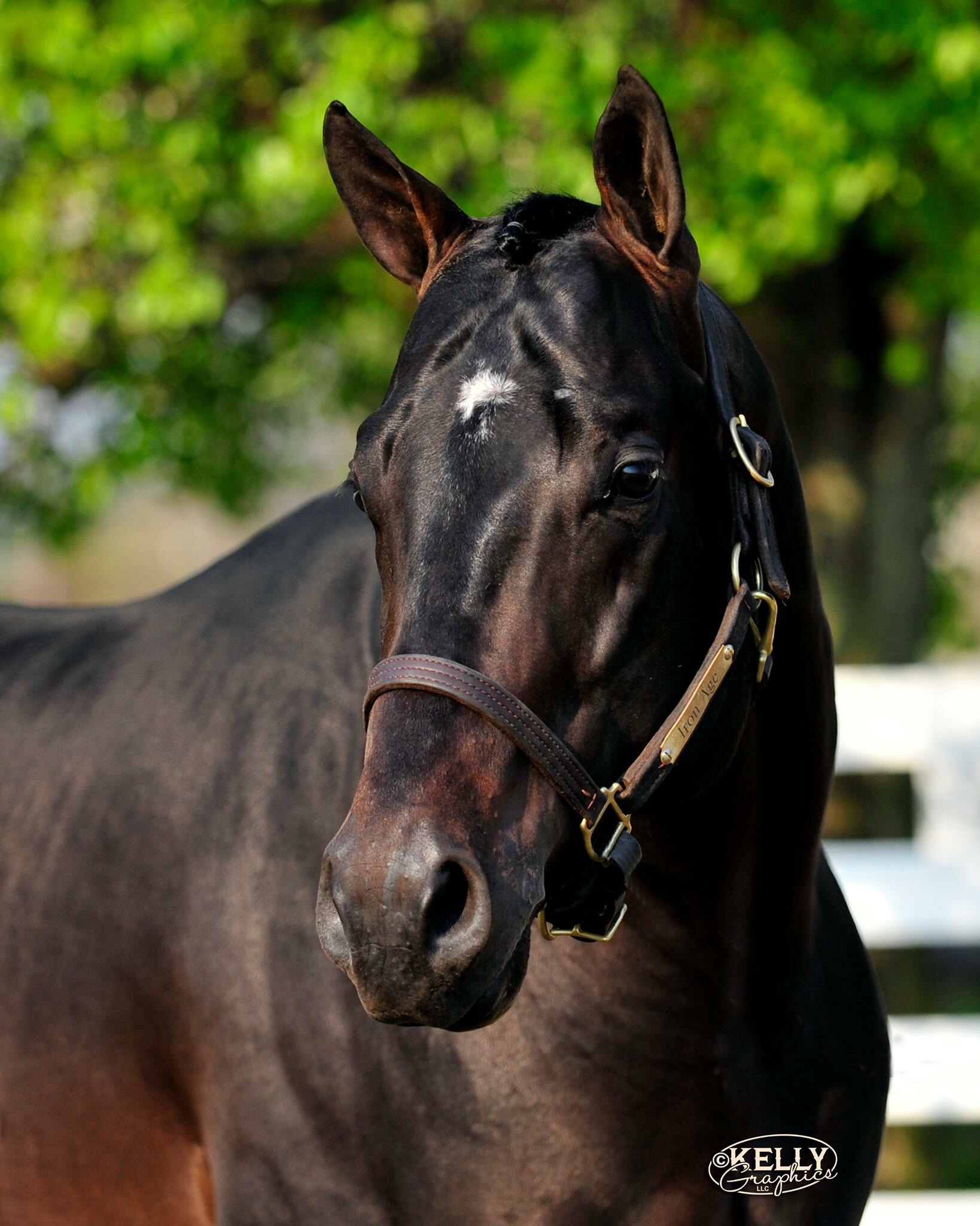 AQHA stallion Iron Age passes InStrideEdition