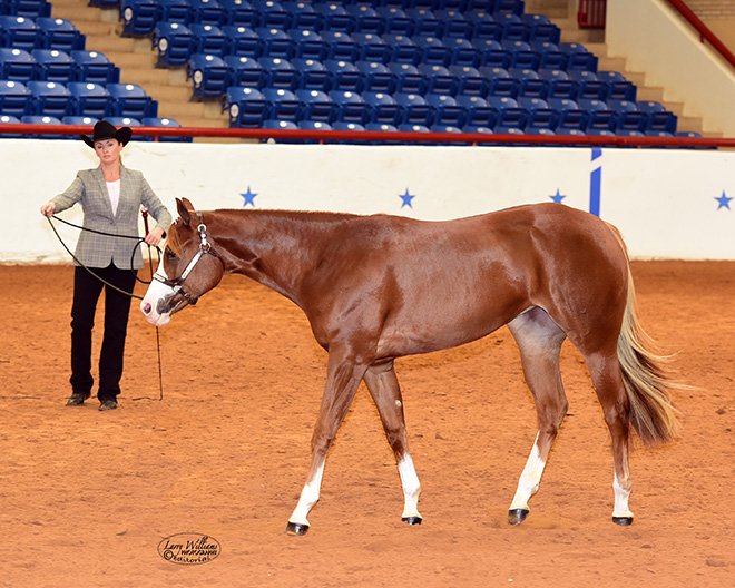 APHA World Show Schedule posted InStrideEdition