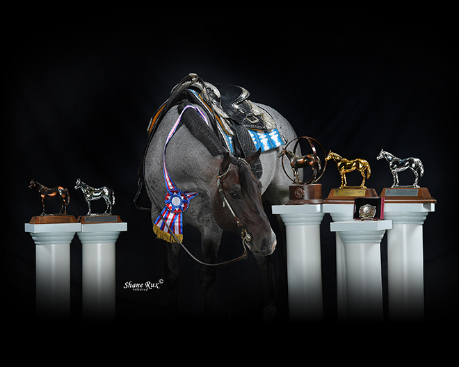 VS Goodride is named NSBA Horse of the Year InStrideEdition