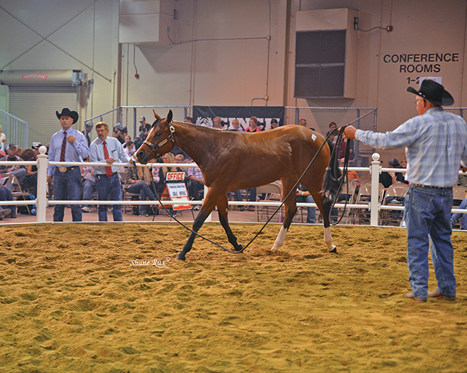 Congress Super Sale to be online auction this year InStrideEdition