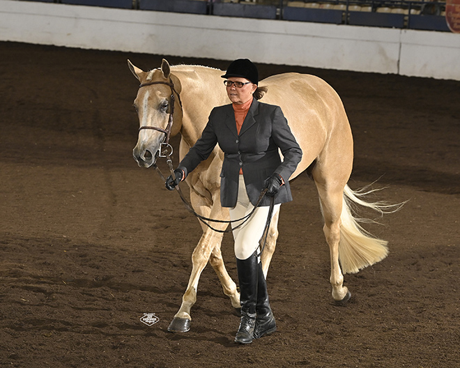 2022 Palomino World Show draws to end with Golden Horse, Palomino Bred