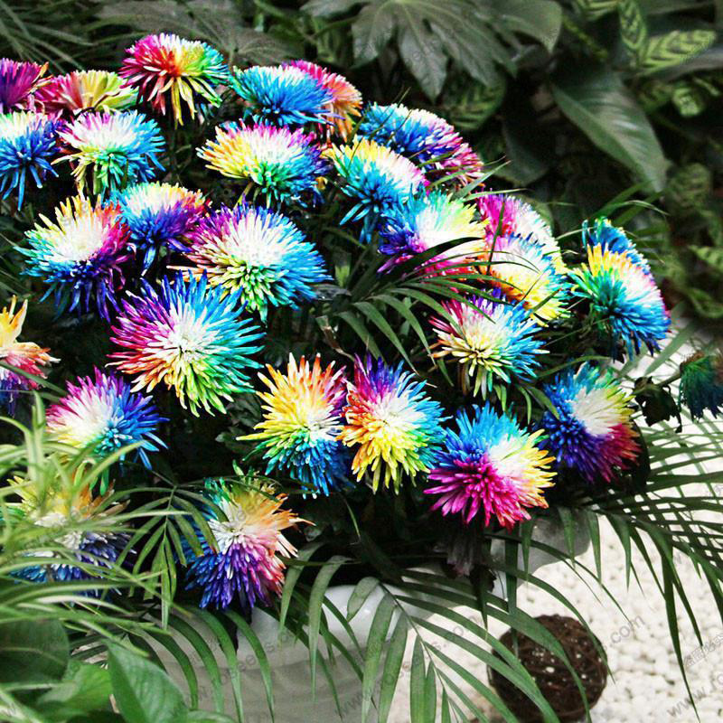 100 Rainbow Chrysanthemum Flower Seeds,rare Special Unique unusual