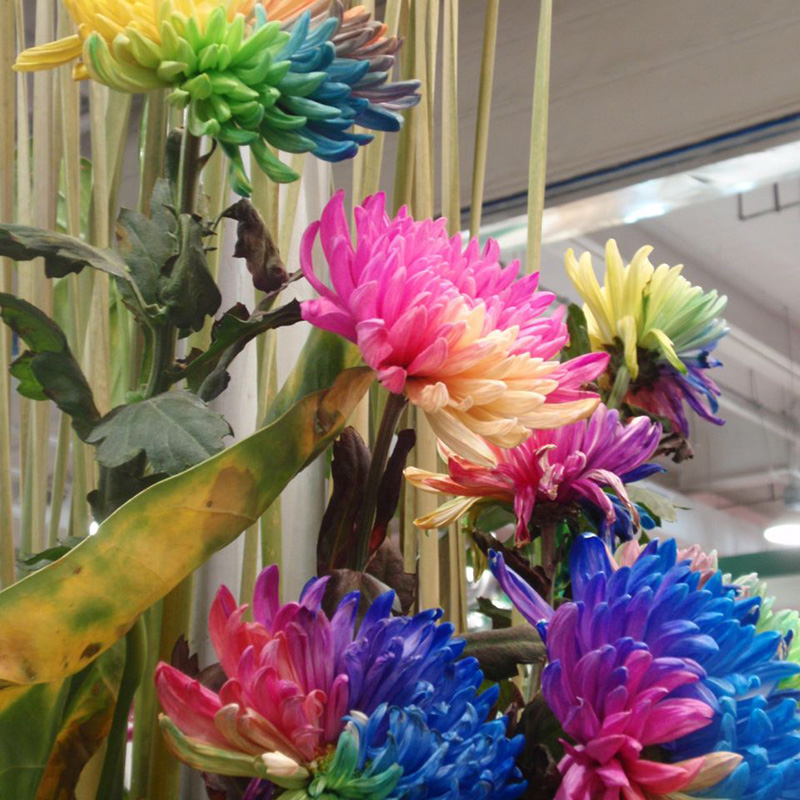 100 Rainbow Chrysanthemum Flower Seeds,rare Special Unique unusual